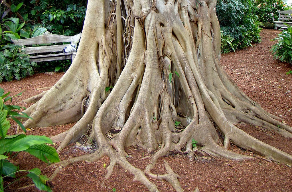 Strangler Fig