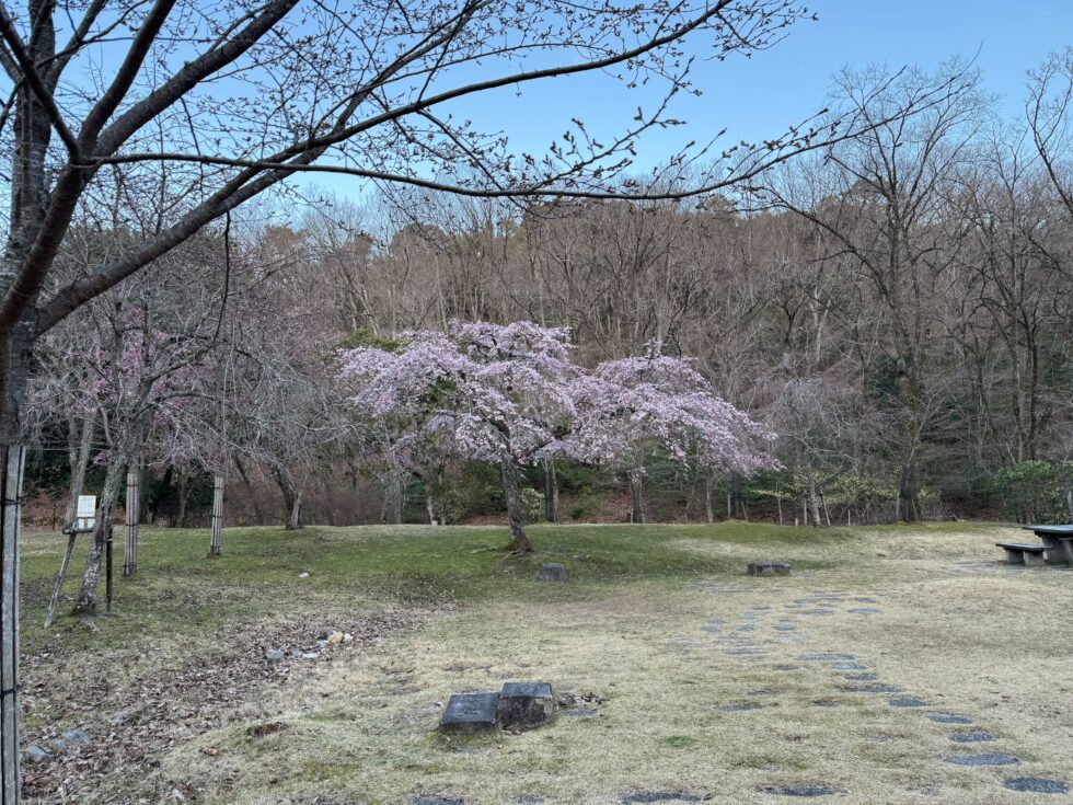 A lone cherry tree in bloom